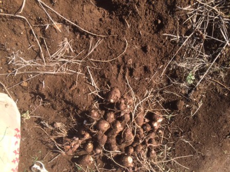 2016年１１月３日　里芋を収穫して来年の種イモを埋めました。